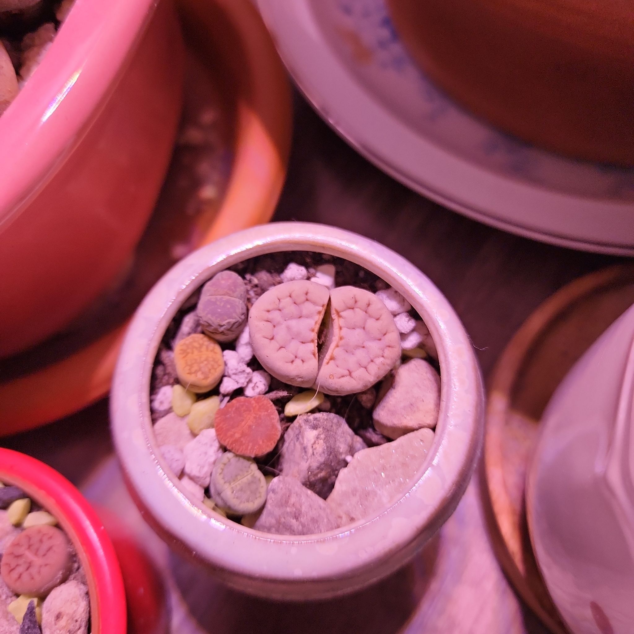 Lithops Army Sgt
