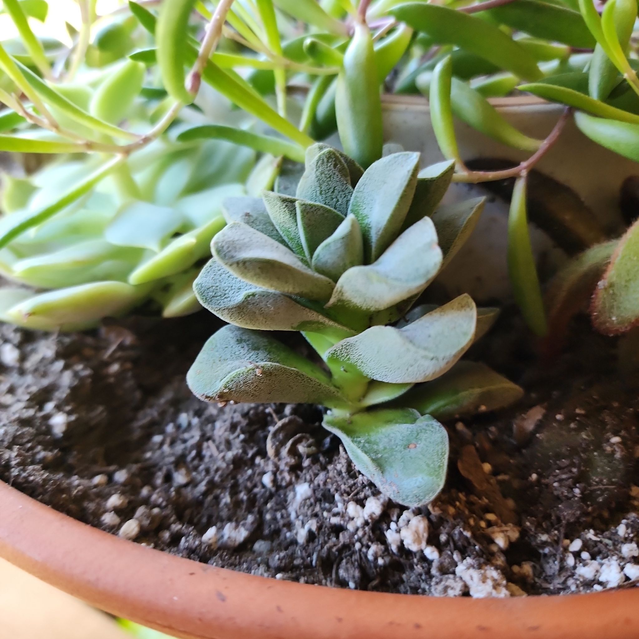 Crassula 'Moonglow' plant in a pot with visible soil, healthy and well-framed.