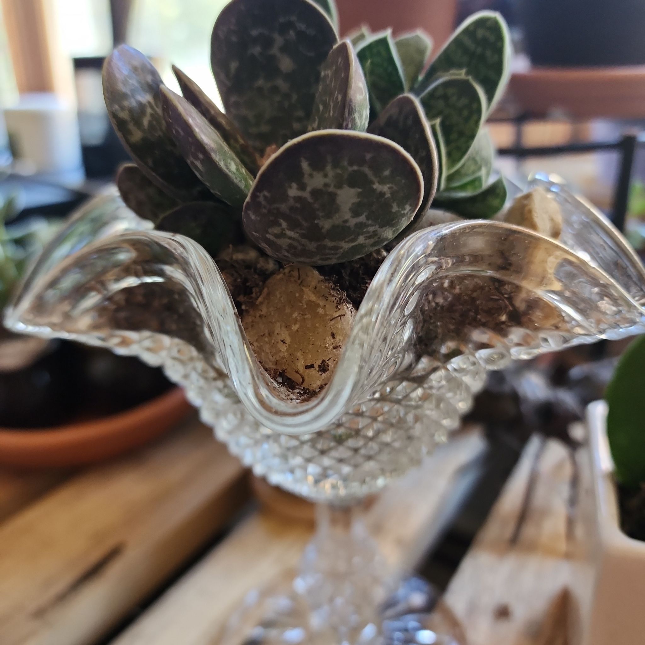 Photo of the plant species Adromischus trigynus by @PlantEsteem named JohnnyCakes 🥞 on Greg, the plant care app