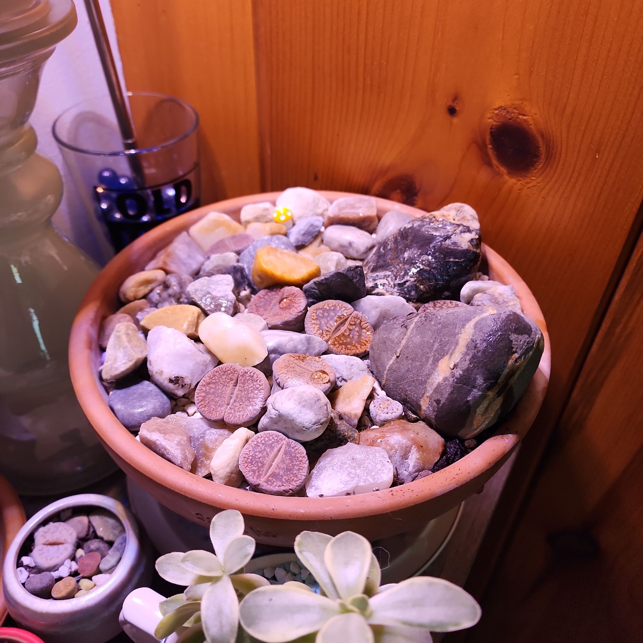 Potted Rubra Lithops surrounded by pebbles, appearing healthy.