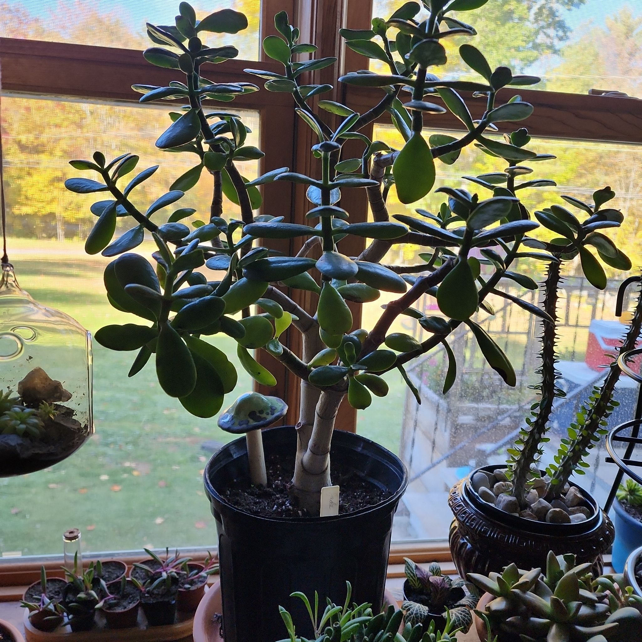 Buggy T. Tree