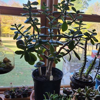 Jade plant in Newbury, Vermont
