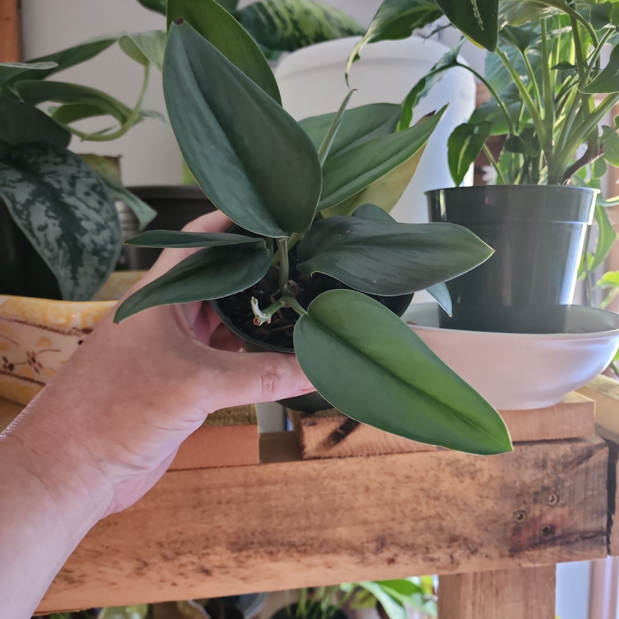 Photo of the plant species Scindapsus treubii 'Sumatra' by @PlantEsteem named Captain Plant-it on Greg, the plant care app