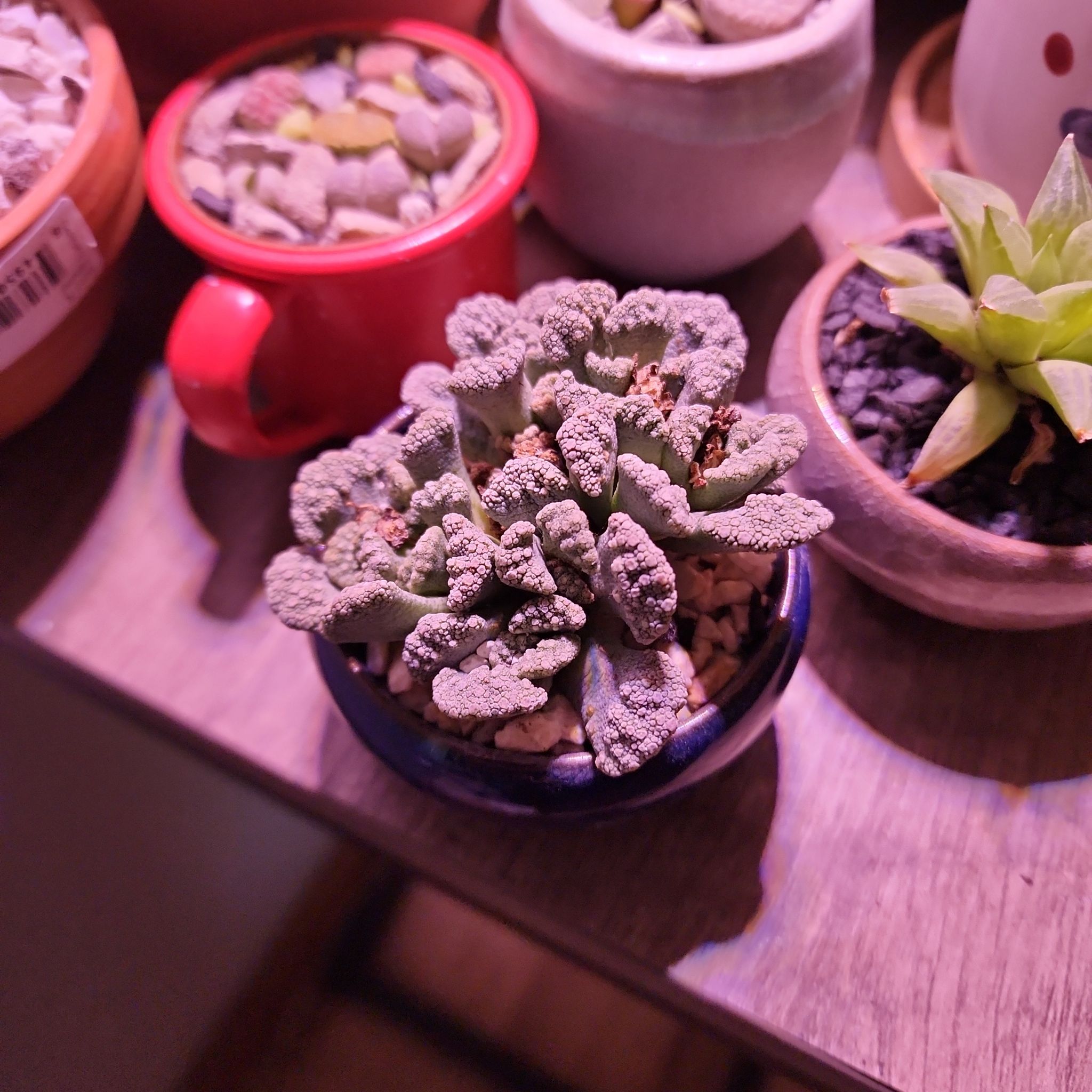 Concrete Leaf Living Stone succulent in a small pot, well-framed and focused.
