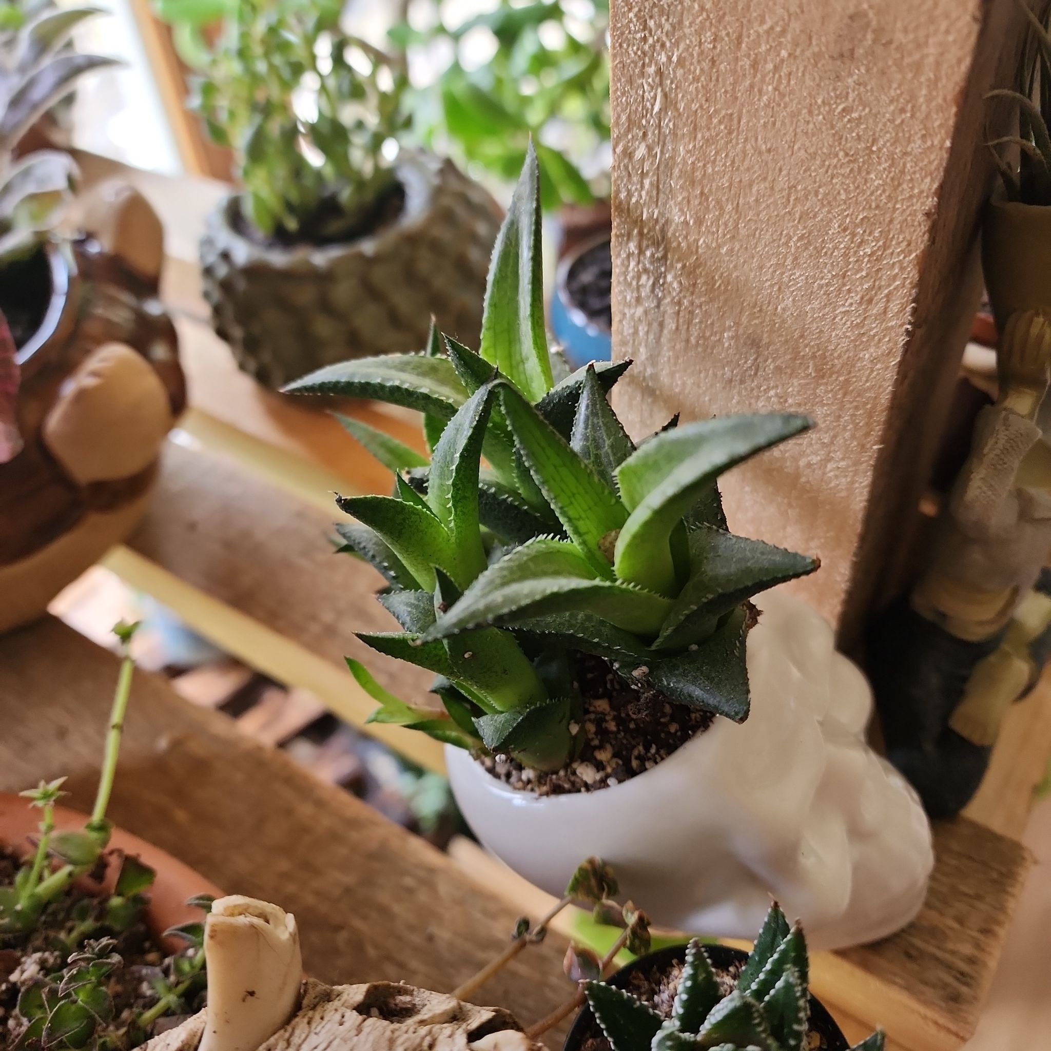 Haworthia venosa succulent in a white pot, healthy green leaves, well-framed.