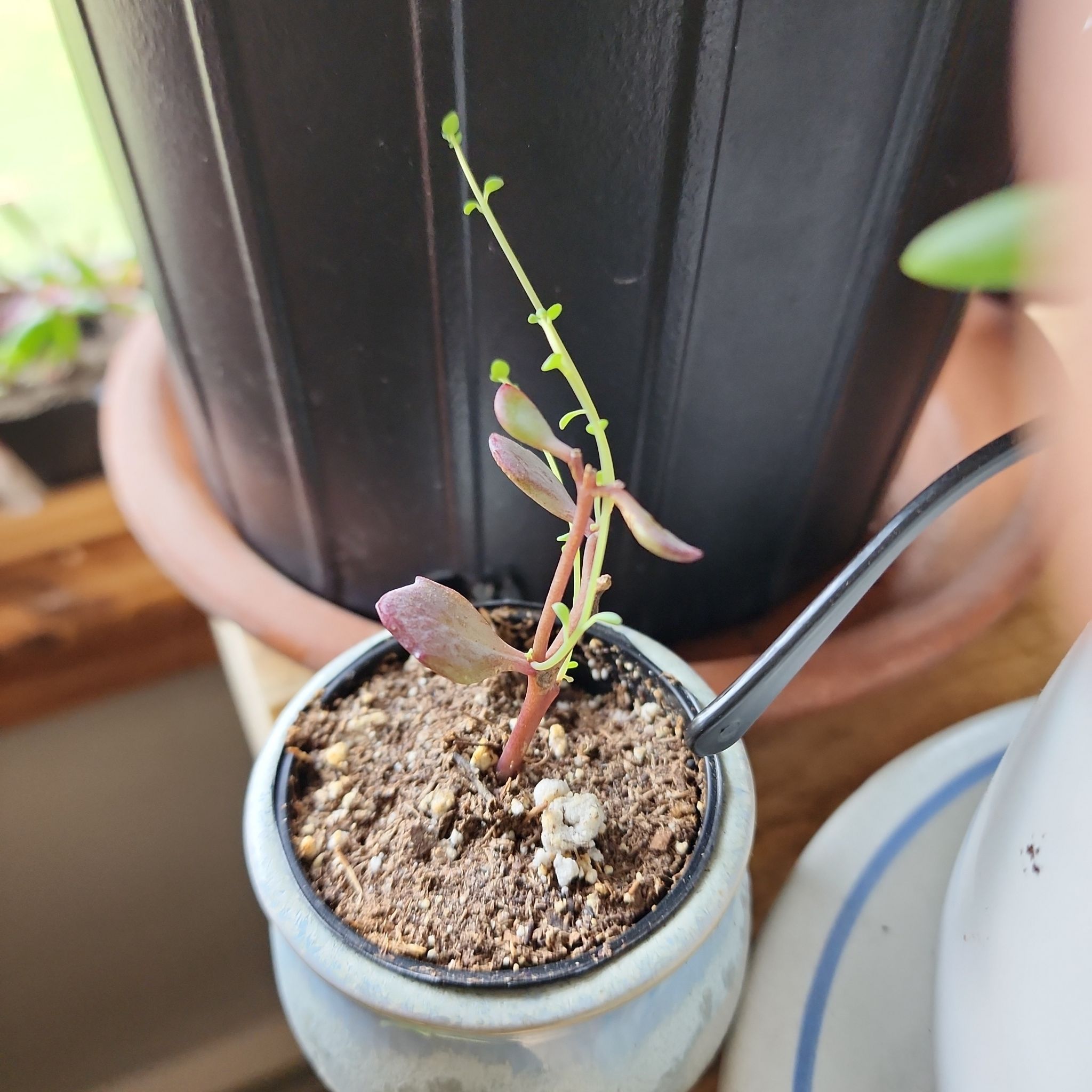 Photo of the plant species Blue Pearl by @PlantEsteem named Don't bring me down...Spruce! on Greg, the plant care app