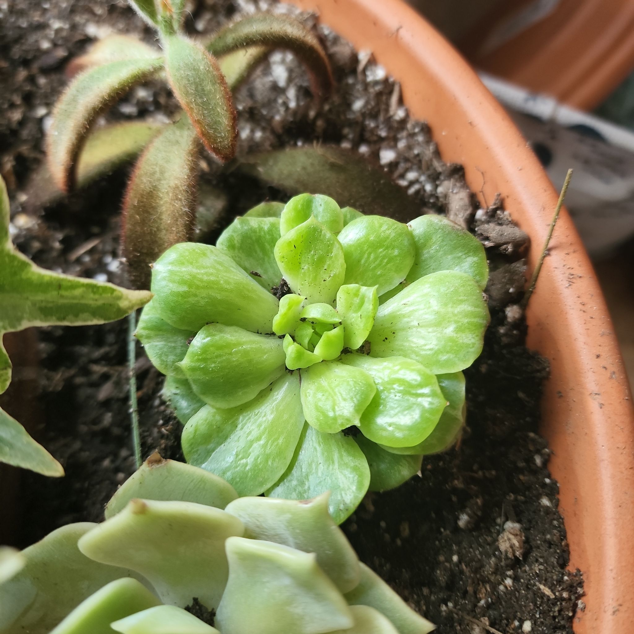 Echeveria 'Lime n' Chile' succulent in a pot with other plants, vibrant green leaves.