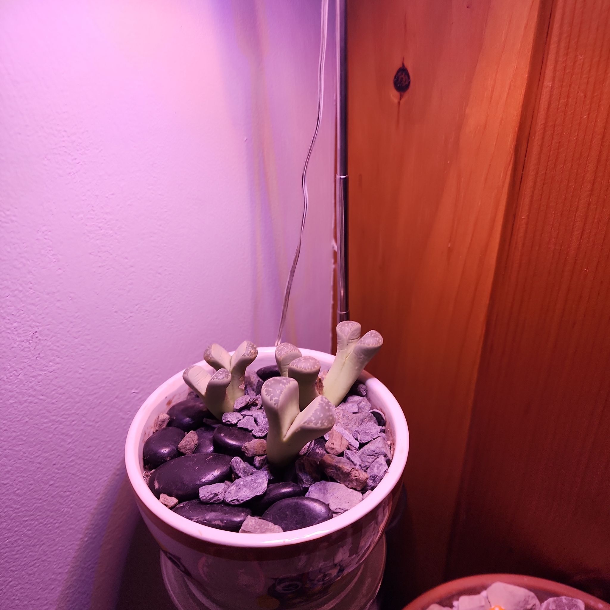Photo of the plant species Living Stone by @PlantEsteem named Whispers on Greg, the plant care app