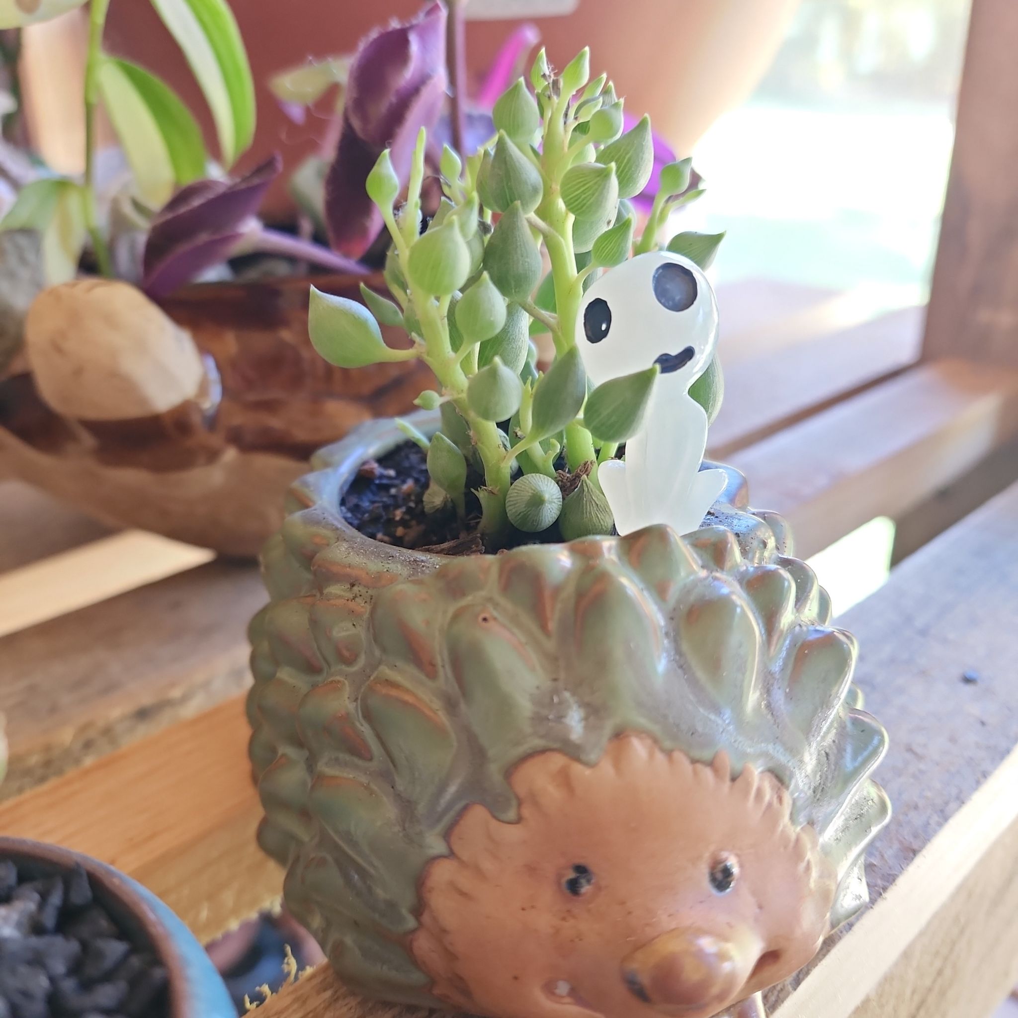 Hedgehog No Cry