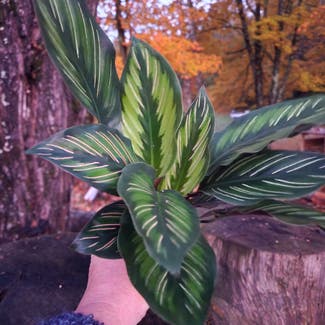 Calathea 'Beauty Star' plant in Newbury, Vermont