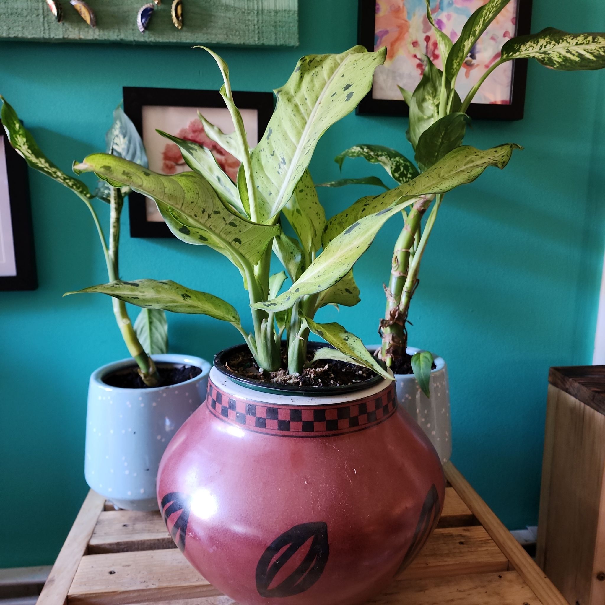 Dieffenbachia 'Camouflage' plant in a decorative pot with some leaf discoloration.