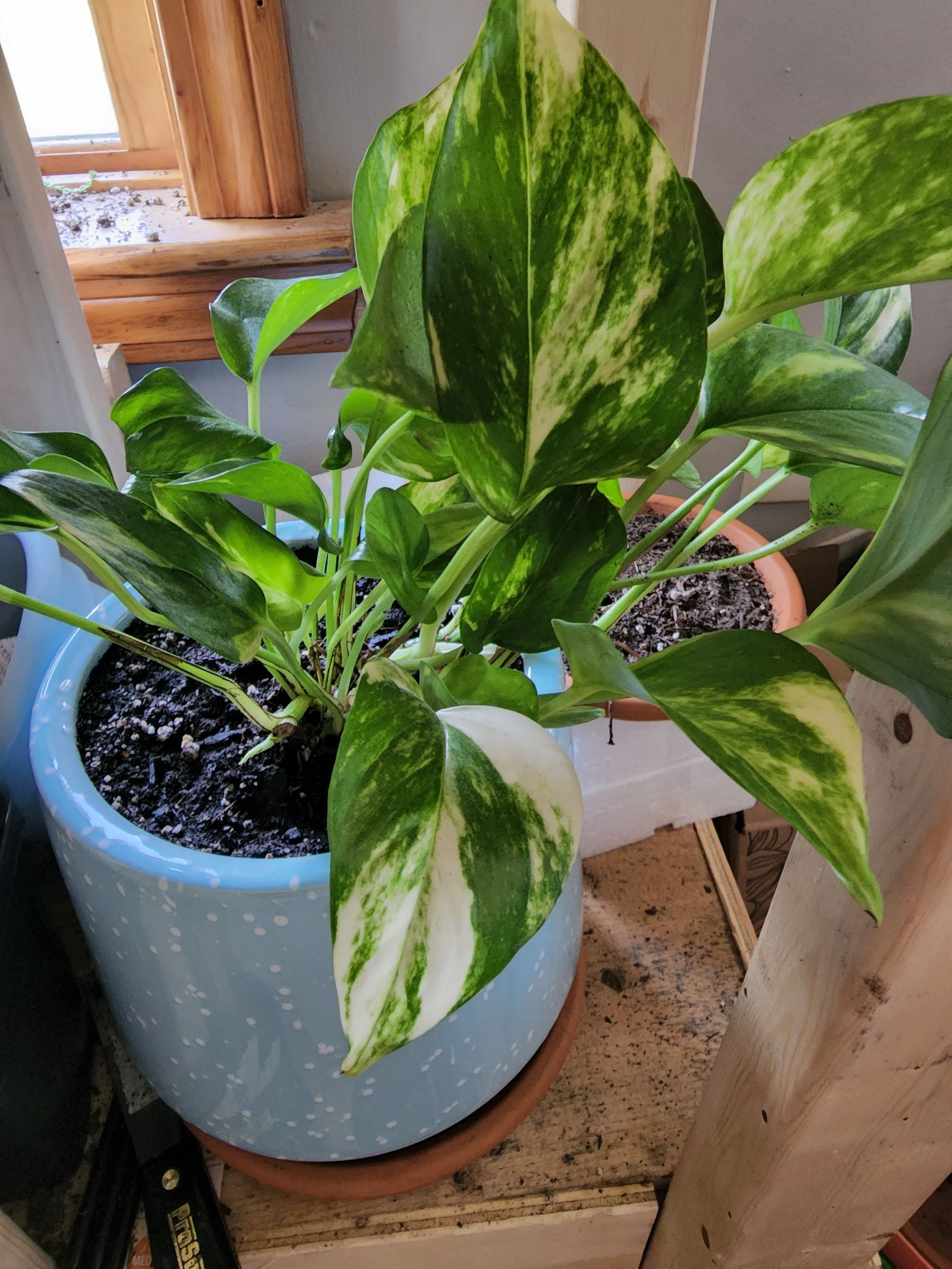 What is Pothos Water and why is everyone talking about it...