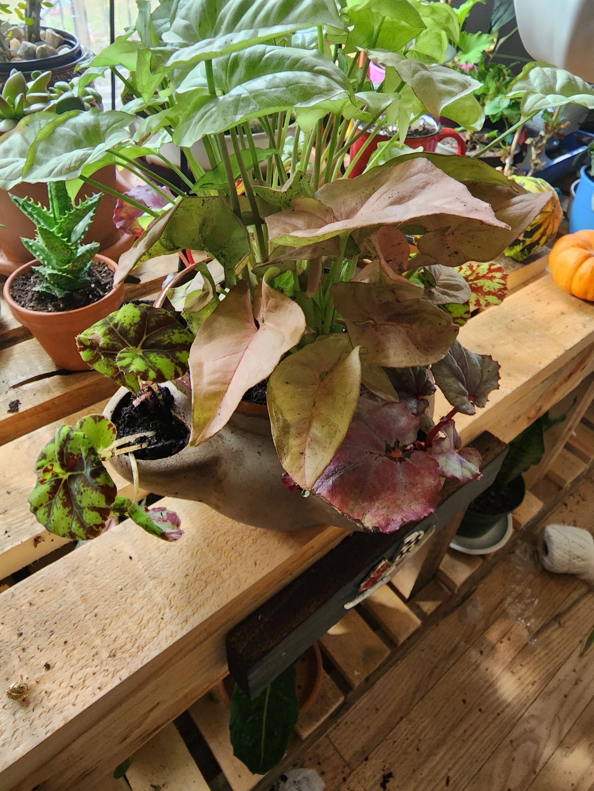 Photo from the post