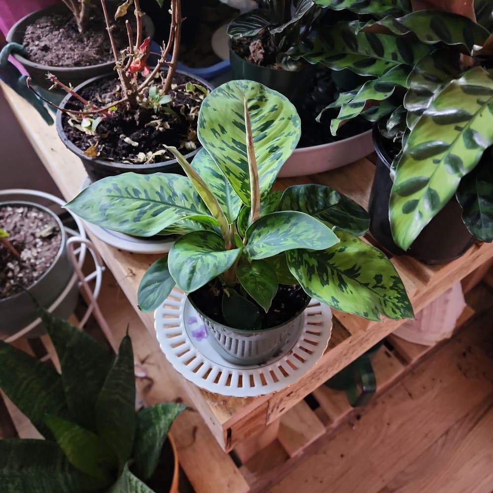 Homalomena Black Velvet | A plant by @AubXOsAlocasias on Greg Homalomena Black Velvet | A plant by @AubXOsAlocasias on Greg
