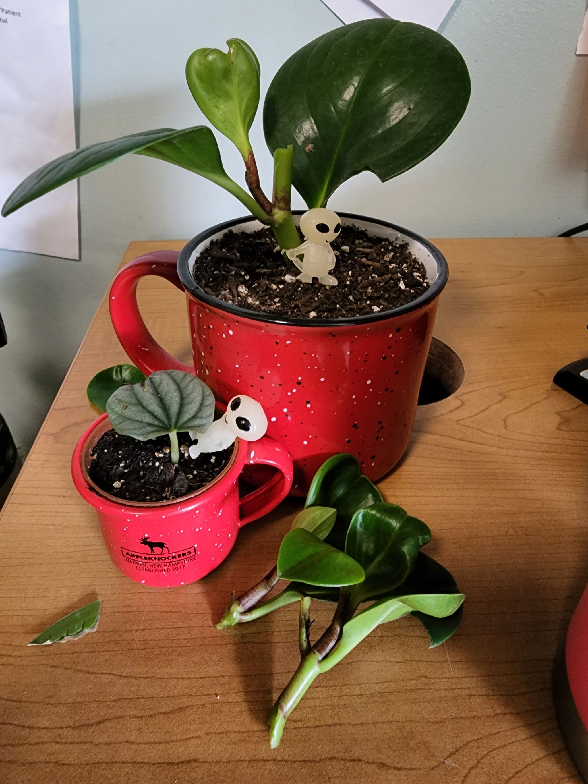 Photo from the post