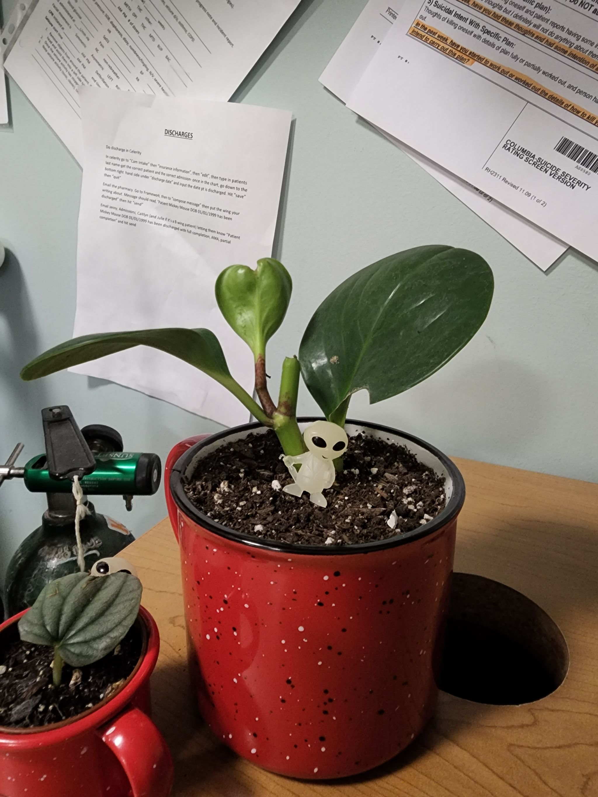 Photo from the post