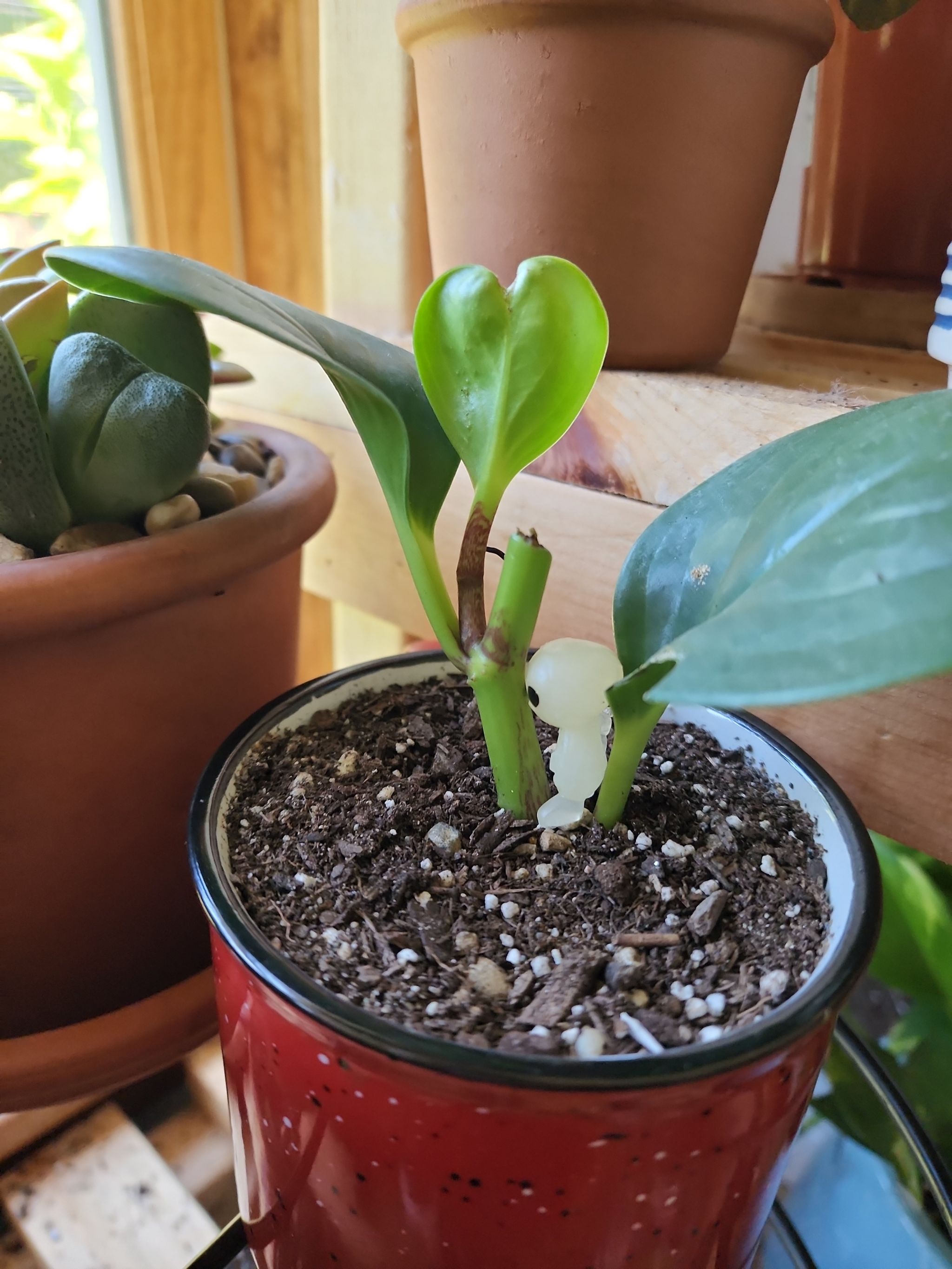 Photo from the post