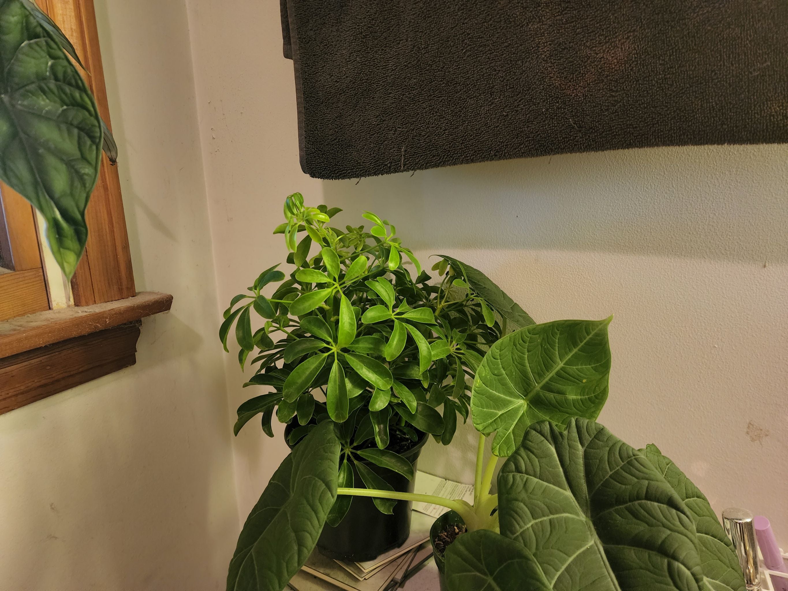 10 Top Pot Choices for Your California Maidenhair Fern 🪴