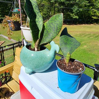 Whale Fin Snake Plant plant in Newbury, Vermont