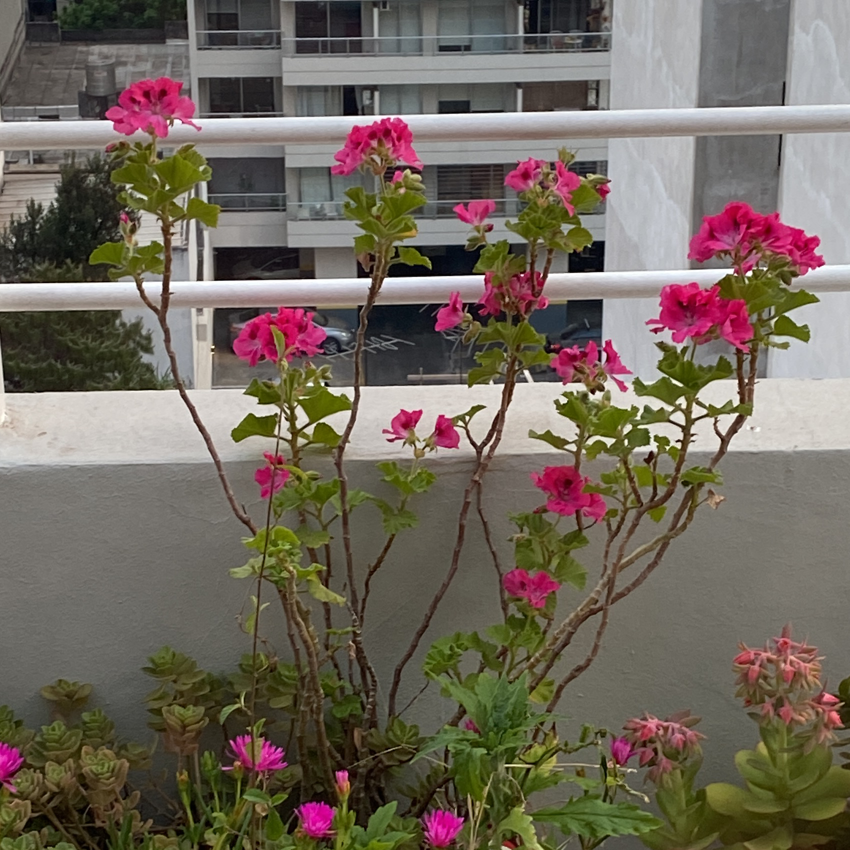 Photo of the plant species Martha Washington Geranium by @Solbarqui named Heredada on Greg, the plant care app