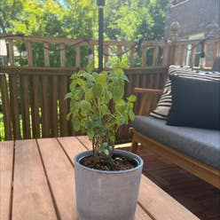 Berries and Cream Mint plant