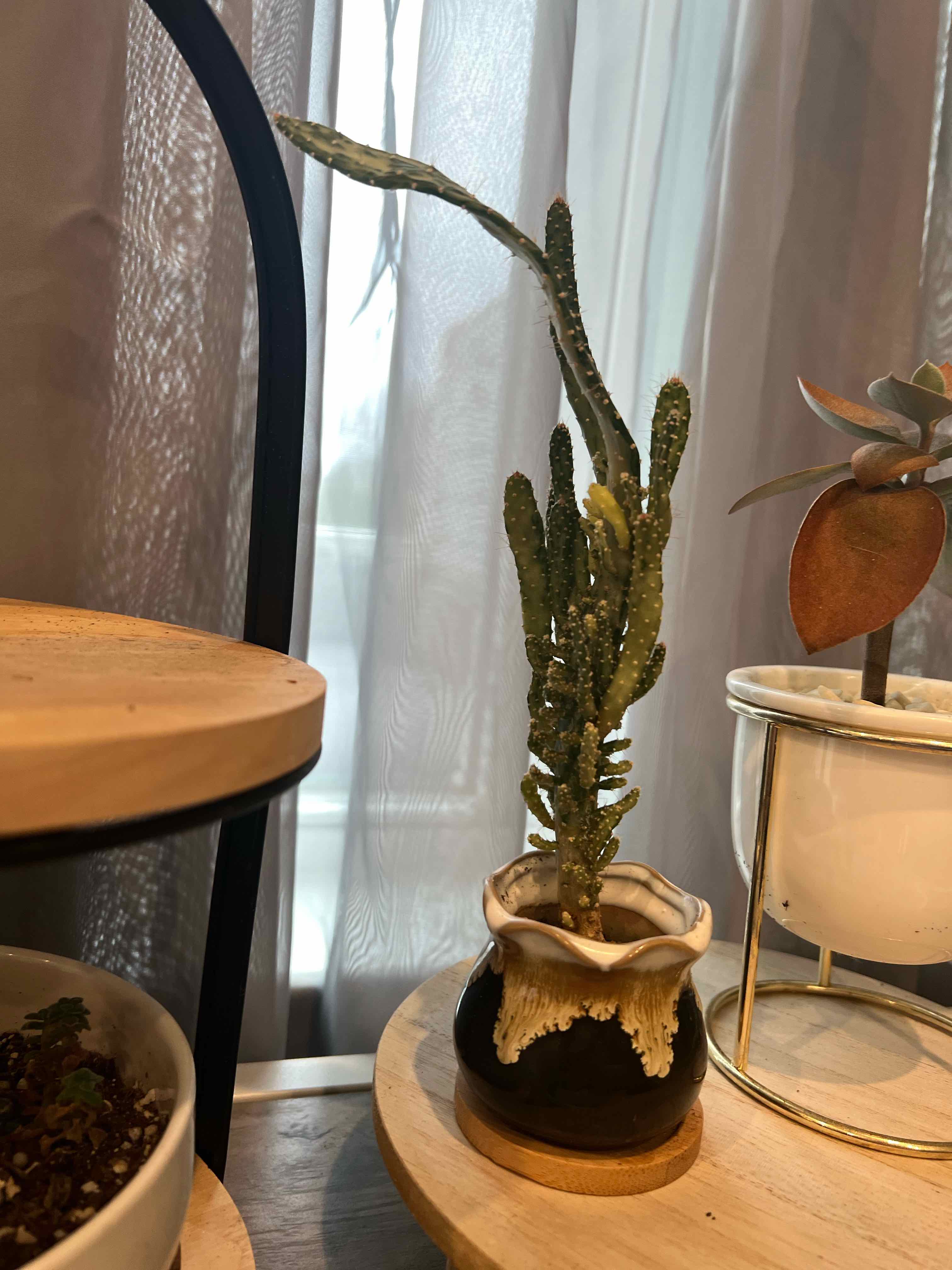Drooping Prickly Pear plant in a pot on a wooden shelf, indoors.