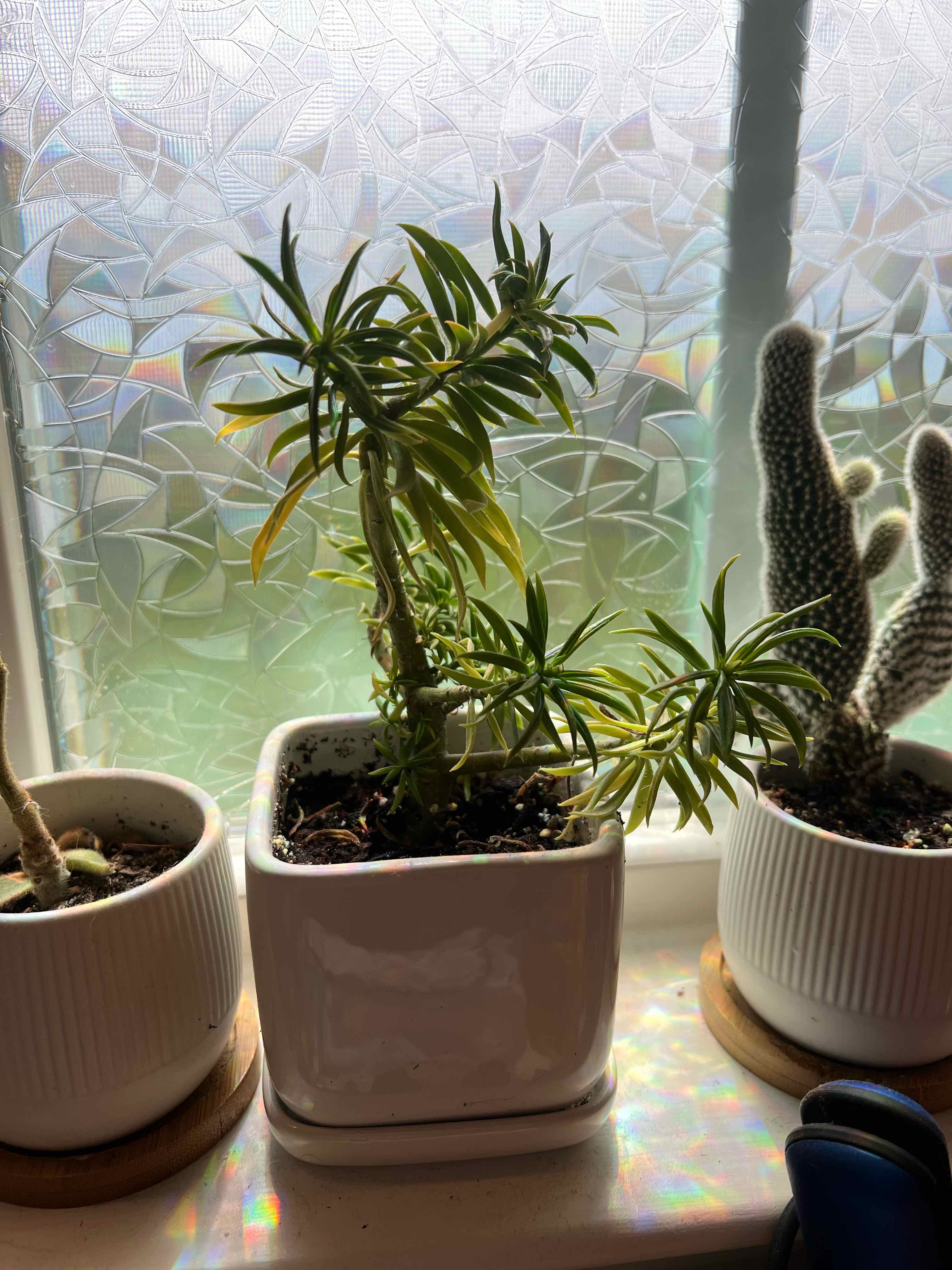 Pincushion Peperomia plant photo by @Shannonleahy named Willow on Greg, the plant care app.