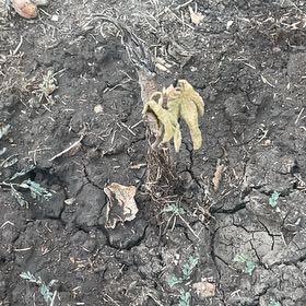 Photo of the plant species Fig by @Rachaelise named Michelle Branch on Greg, the plant care app