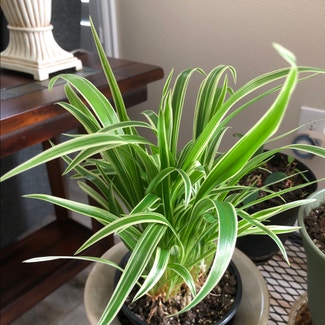 Spider Plant plant in The Villages, Florida