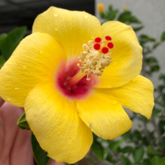 Chinese Hibiscus plant in The Villages, Florida