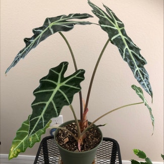 Alocasia Polly Plant plant in The Villages, Florida