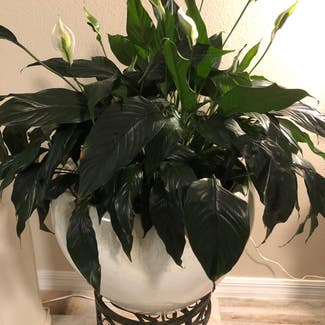 Peace Lily plant in The Villages, Florida