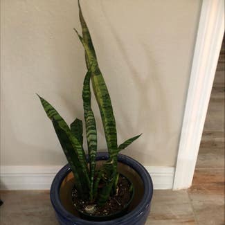 Snake Plant plant in The Villages, Florida