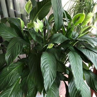 Peace Lily plant in The Villages, Florida