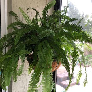 Boston Fern plant in The Villages, Florida