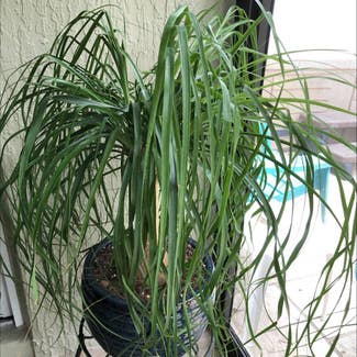 Ponytail Palm plant in The Villages, Florida