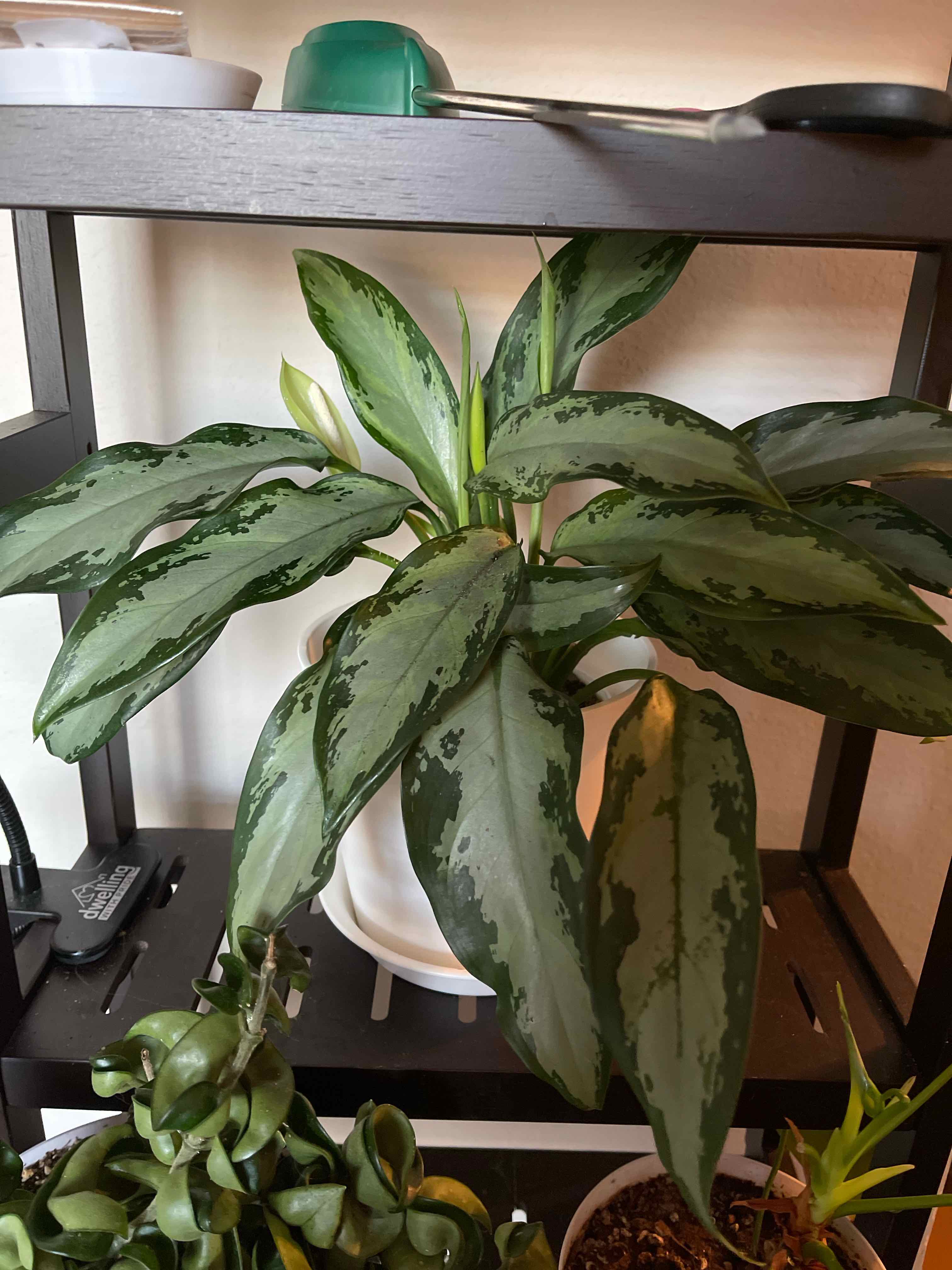 Dumb Cane 'Reflector' plant on a shelf, healthy with vibrant green variegated leaves.