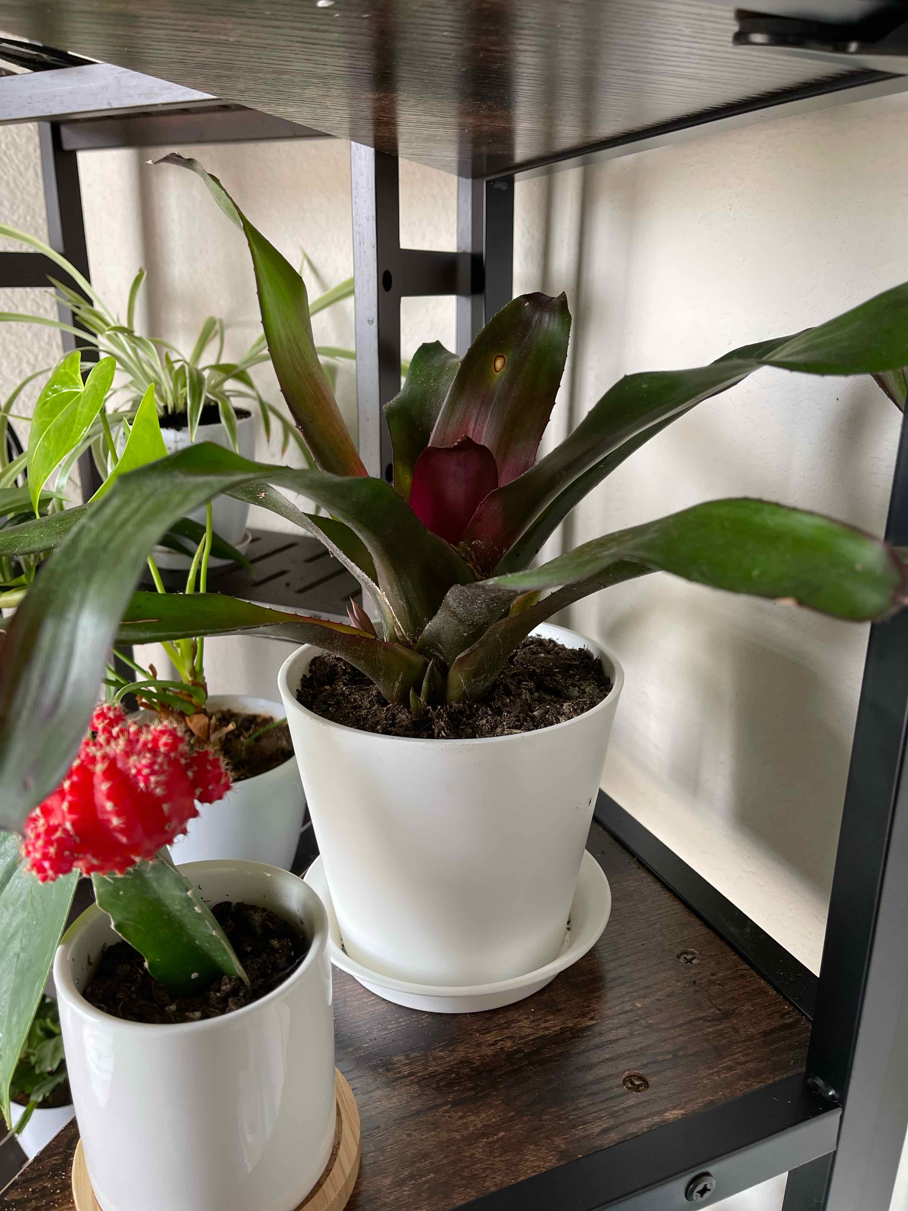 Flaming Sword Bromeliad in a white pot on a shelf, with another plant in the foreground.