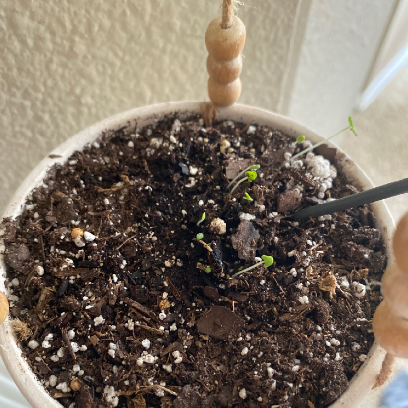 Potted Chia plant with small green seedlings emerging from the soil.