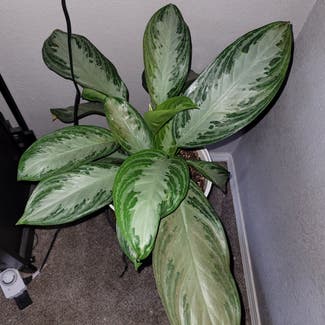 Chinese Evergreen plant in Newkirk, Oklahoma