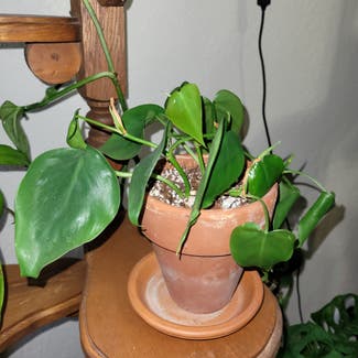 Heartleaf Philodendron plant in Newkirk, Oklahoma