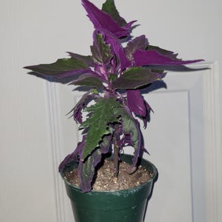Purple Velvet Plant plant in Newkirk, Oklahoma