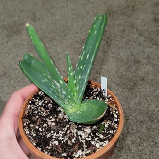 Aloe Vera plant in Newkirk, Oklahoma