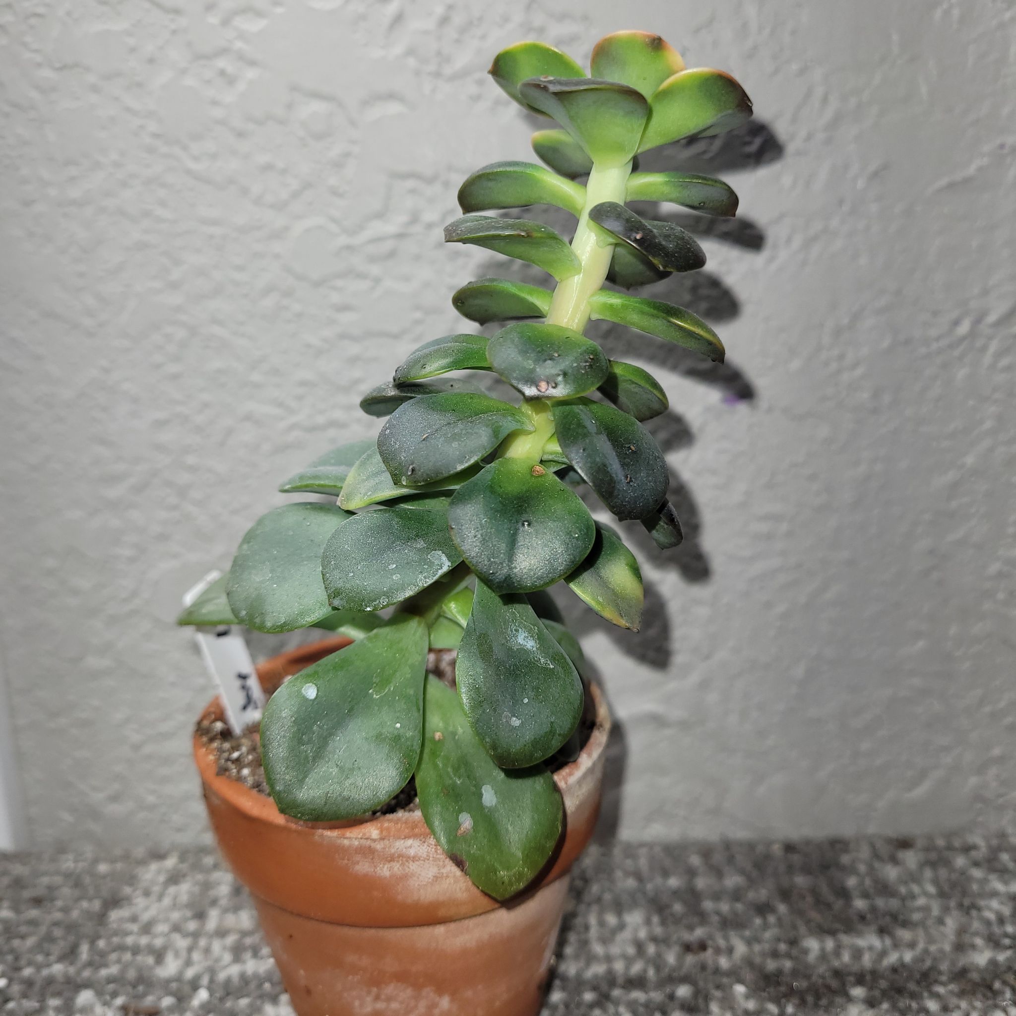 Potted Echeveria 'Chroma' succulent with green and dark leaves, leaning slightly.