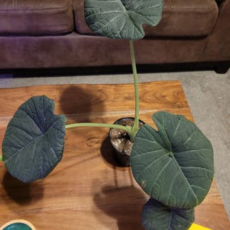 Alocasia 'Maharani' plant in Newkirk, Oklahoma
