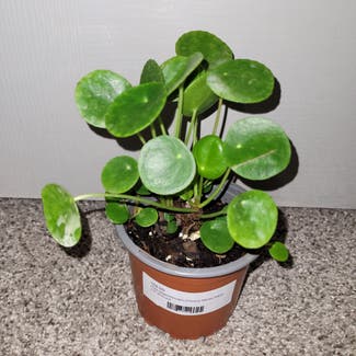 Chinese Money Plant plant in Newkirk, Oklahoma