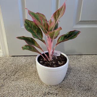 Chinese Evergreen plant in Newkirk, Oklahoma