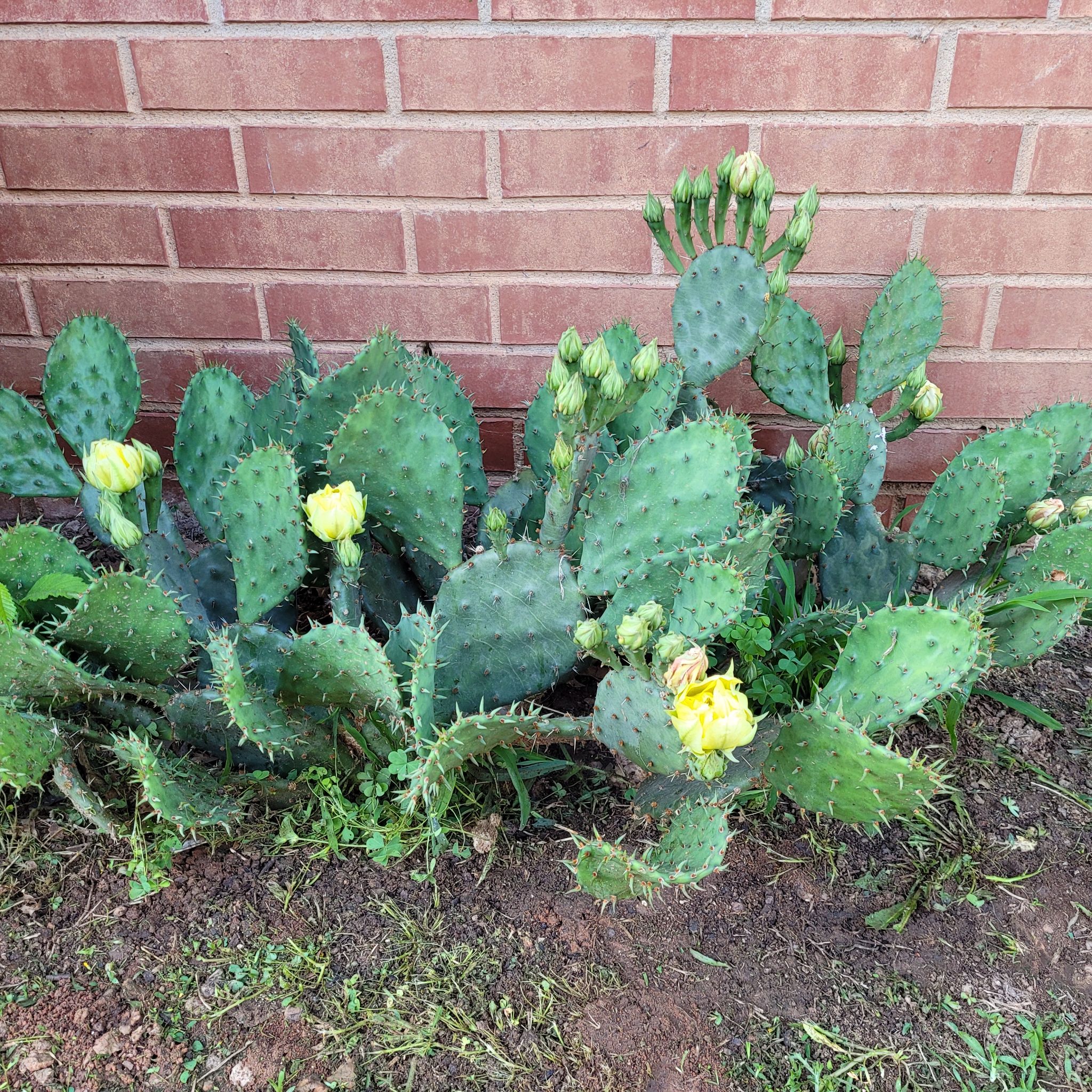 Brownspine Prickly Pear cactus with yellow flowers growing against a brick wall.
