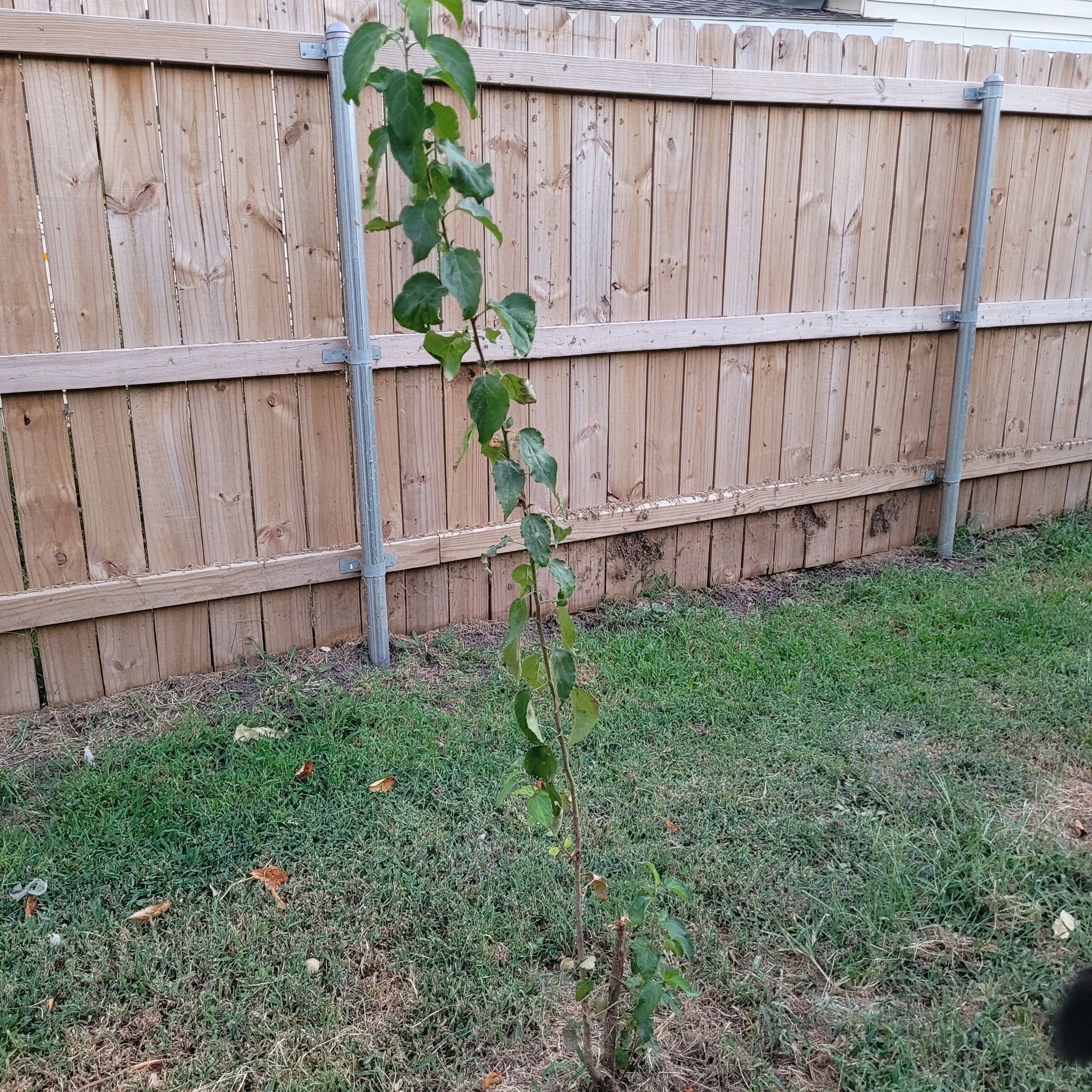 Photo of the plant species Dogwood by @brittnee named BY #2 on Greg, the plant care app