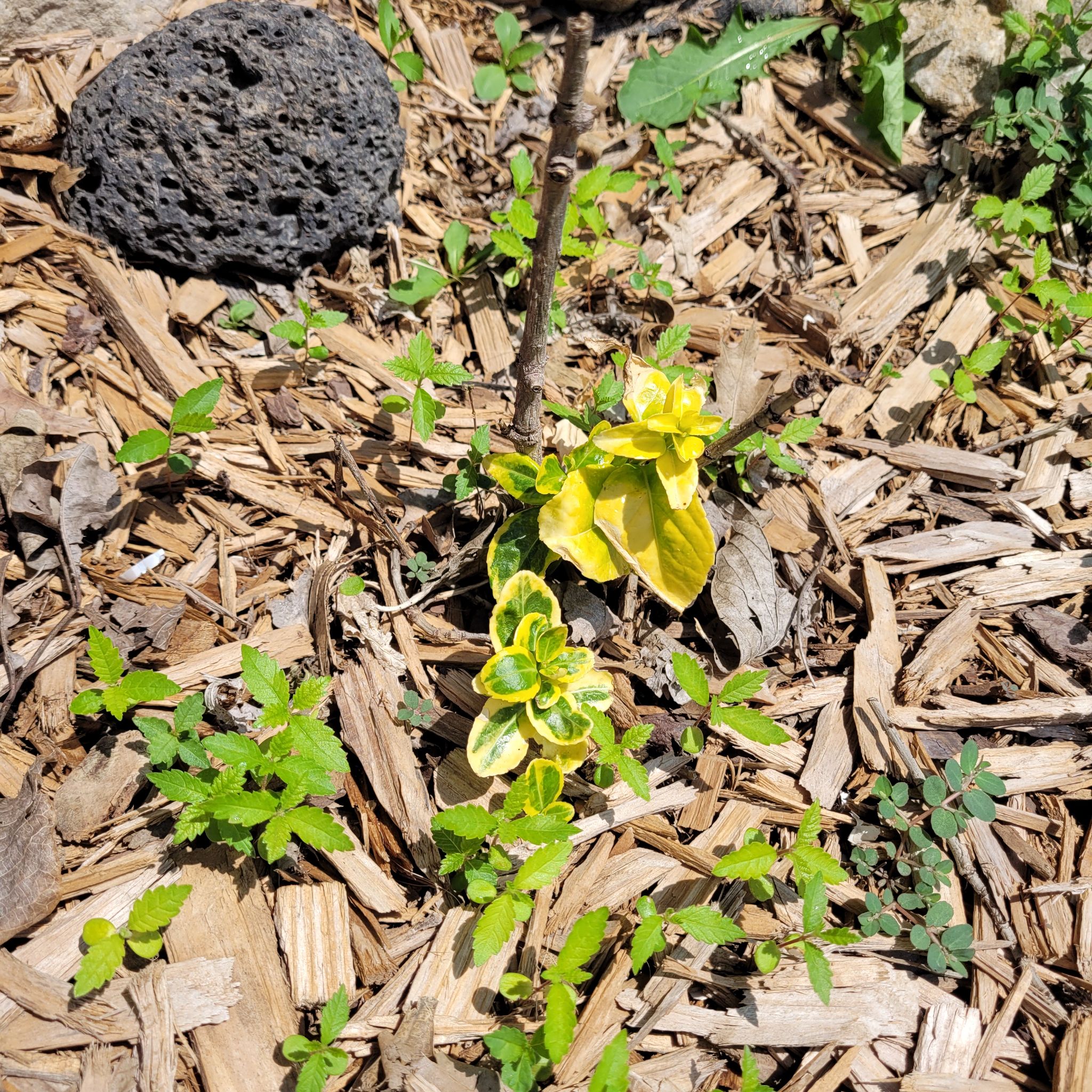Photo of the plant species Japanese Spindle 'Gold Queen' by @brittnee named FY # on Greg, the plant care app